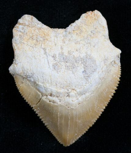 Squalicorax Fossil Shark Tooth - Morocco #7741